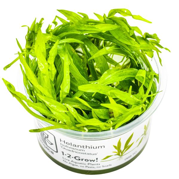 Helanthium bolivianum 'Quadricostatus'